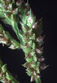 Image result for Echinochloa brevipedicellata