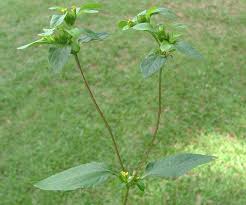 Image result for Synedrella nodiflora