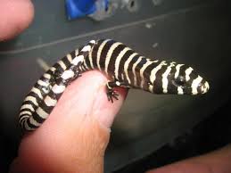 Argentine Black And White Tegu For Sale Ontario Brazilian Galliwasp Diploglossus Lessonae Endemic To North East Brazil Cute Reptiles Lizard Reptiles Pet