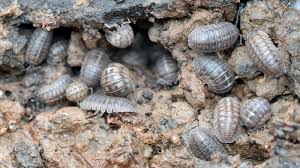 They occasionally enter buildings and homes via door thresholds. How To Easily Get Rid Of Pill Bugs Aka Roly Poly And Sowbug