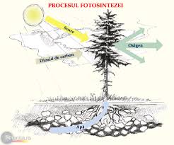 Scientia Ro Cum Funcţionează Fotosinteza