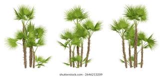 Image result for Acoelorrhaphe wrightii