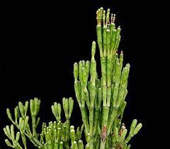 But eh we got some anytips is appreciated. Hatiora Salicornioides Wikipedia