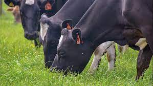 How Nz Farmer Improved Cow Performance After Working In Uk Farmers Weekly