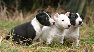 Bull Terrier Price Range How Much Does A Bull Terrier Puppy Cost