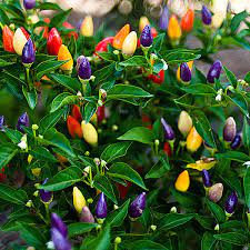 These pepper plants are most grown for there color and beauty. Bolivian Rainbow Pepper Cayenne Diane