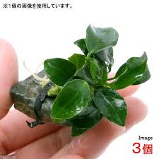 アヌビアスナナ プチ 風山石小粒 水中葉 無農薬 3個 チャーム