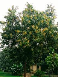 This Tree Was Named As Sonajhuri By Rabindranath Tagore Popularly Called Akashmoni In Bangla It Is A Type Of Acacia An Earpod Wattl Babul Plants Flowers
