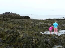 outdoor adventures tide pooling on the seacoast