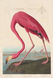 June 11, 1997) better known online as flamingo (also known as mrflimflam, formerly albertsstuff), is an american youtuber and is best known for his roblox gameplay videos. American Flamingo 1838 Beruhmte Kunstdrucke Fur Deine Wand