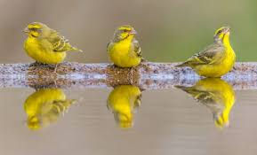 البسبوس الموزمبيقي او طائر الياسمين كل ما تريد معرفته عن هذا الطائر طيور العرب animals birds bird
