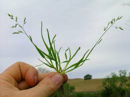 Image result for Poa annua