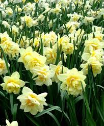 Narcissus Manly Manly Has Huge Fully Double Flowers Are Lush Creamy Yellow With Shorter Dark Orange Petals Inte Bulb Flowers Narcissus Flower Daffodil Flower