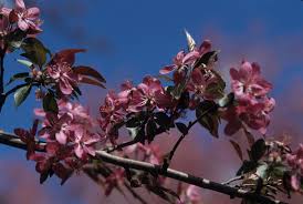 Image result for Malus × purpurea