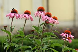 See more ideas about perennials, garden, zone 5. 30 Great Zone 5 Plants To Grow Gardening Channel