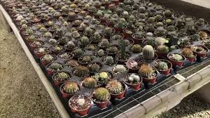 Über 7 millionen englischsprachige bücher. Amazing Succulent Nursery Tour Isaac Farms Awesome Succulents Youtube