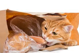 It's used as a thickening agent for gravies, marinades, sauces, soups, and casseroles. Why Do Cats Try To Eat Plastic Hill S Pet