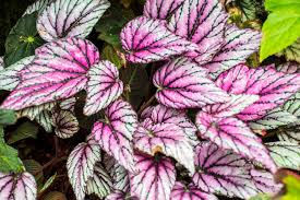 Image result for Begonia rex