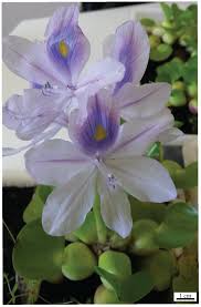 Image result for Pontederiaceae