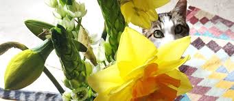 Zyklamen (auch als alpenveilchen bekannt) sind hübsche und pflegeleichte. Diese Pflanzen Sind Giftig Fur Katzen Liste Tierisch Wohnen