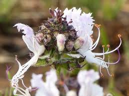 Image result for Ocimum obovatum