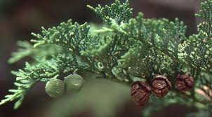 Image result for Chamaecrista gracilior