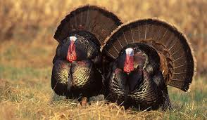 Turkeys belong to the same family as partridges, pheasants and peafowl. Five Fascinating Turkey Truths Live Science
