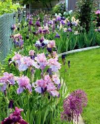 Persian Berry Irises Garten Garten Pflanzen Blumen Fur Garten