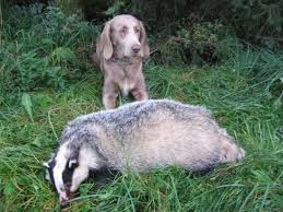 Image result for výmarský dlouhosrstý ohař