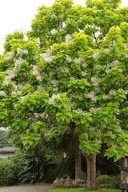 Image result for Catalpa