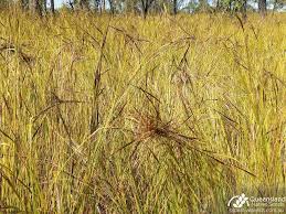 Image result for Heteropogon