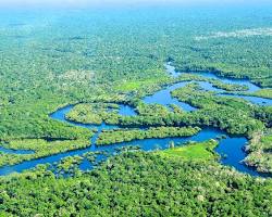 Immagine di Amazon Rainforest