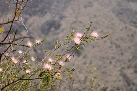 Image result for Combretum mossambicense