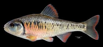 Image result for Sonchus luxurians