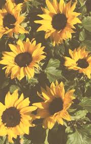 Maybe you would like to learn more about one of these? Iphone Sfondo Estetico Giallo Sfondi Iphone Girasole 720x1136 Wallpapertip