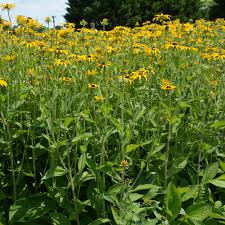 Image result for Renealmia susanneae-katziae