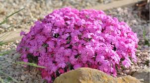 Виды и сорта флоксов