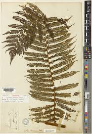 Image result for Cyathea manniana