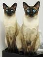 Siamese Cat Breed Information: Behavior, Pictures and Care ...