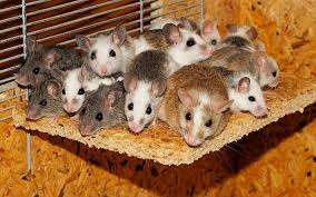 Animal cell compared to a zoo. Scientists Go To Zoo Find That Cell Size Not Body Size Affects Lifespan The Times Of Israel