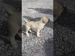 Kopek Yetistiriciligi Tarim Isletmeleri Kopek