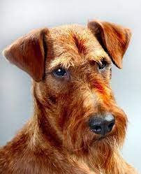 Irish Terrier Dog Breed Information Noah S Dogs Irish Terrier Terrier Dog Breeds Terrier Dogs