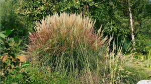 Ein garten erblüht, grünt, vergammelt, vergrast, verkommt, verwildert. Tuejt4fubcctmm
