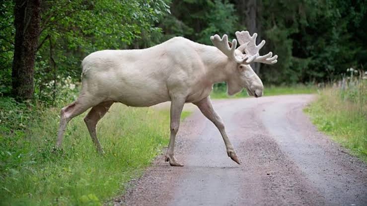 पानी में नहाते दिखा दुर्लभ सफेद हिरण, वीडियो हुआ वायरल - white Moose rare animal Population only 50 VIRAL VIDEO tsty - AajTak