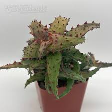 Image result for Aloe buchananii