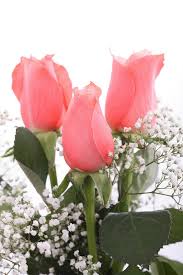 Anda sedang kecewa dengan seseorang? Gambar Wallpaper Bunga Mawar Flower Flowering Plant Petal Pink Plant 738758 Wallpaperuse