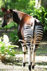 Do You Like Okapi Markings Http Ift Tt 2mqxz8l Animals African Animals Animals Beautiful