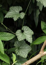 Image result for Peponium