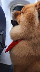 Bakit po kaya ang baby Pitchi ko kumakain ng poop niya? Lagi naman may food  at water ang lagayan niya.