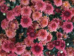 Most perennial seeds also need cold stratification, this can be done by putting the seed in the fridge for a certain amount do you have any other favorite perennial flowers that easy to grow from seed? Growing Chrysanthemum From Seeds Hgtv